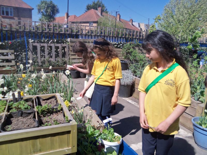 Using the Kitchen Garden during science lesson